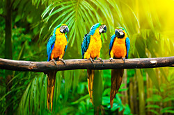 Tapeta Papagáje v pralese 29199 - vliesová
